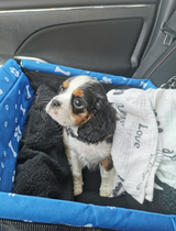 Pets Car Front Seat Booster