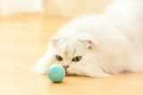 Interactive Cat & Puppies Toy Ball