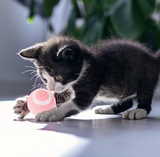 Interactive Cat & Puppies Toy Ball